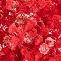 Szárított babalevelet (Gypsophila) csokor 75cm 100g | Floristik24.hu