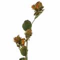 Floristik24 Mogyoró ág zöld / barna 84cm