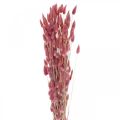 Floristik24 Nyúlfarkfű Lagurus szárított világos rózsaszín 60cm 50g