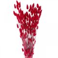 Floristik24 Nyúlfarkfű Lagurus szárított piros 60cm 50g