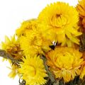 Floristik24 Szalmavirág sárga szárított virágok dekoratív csokor 75g