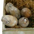 Floristik24 Deco csirke tojás, húsvéti tojás mangófából natúr 12 db