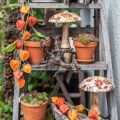 Fa gomba deco őszi levelek fehér, színes őszi dekoráció Ø13cm H19cm | Floristik24.hu
