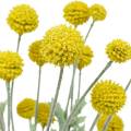 Floristik24 Dobverő sárga mesterséges Craspedia selyemvirágok