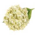 Műhortenzia virág hosszú szárral és levelekkel, 60cm | Floristik24.hu