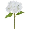 Floristik24 Hortenzia 35 cm fehér