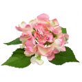 Floristik24 Hortenzia rózsaszín 33 cm