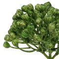 Floristik24 Hortenzia bimbócsákány 22cm zöld 12db