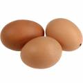 Floristik24 Barna csirke tojás 10db