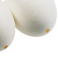 Floristik24 Csirke tojás fehérje 10db