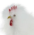 Floristik24 Deco szett csirkepár 13cm és 15cm fehér