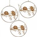 Floristik24 Fém medál, sün ágon, őszi dekoráció, díszgyűrű rozsdamentes acél Ø15,5cm 3db