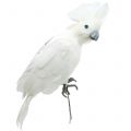 Floristik24 Dekoratív kakadu tollal fehér L30cm