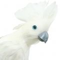 Floristik24 Dekoratív kakadu tollal fehér L30cm