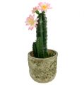 Floristik24 Kaktusz cserépben rózsaszín virággal, H 21cm