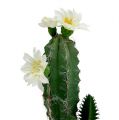 Floristik24 Kaktusz cserépben virággal 21cm fehér
