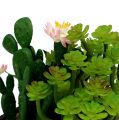Floristik24 Kaktusz virággal 14cm fadobozban