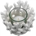 Floristik24 Lámpás üveggel korall design tengeri dekorációval fehér mű Ø9,5cm 2db