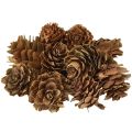Floristik24 Fenyőtobozok, természetes tobozdíszek, hálós kiszerelésben, 2,5-3,5 cm, 300 g