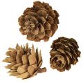 Fenyőtobozok, természetes tobozdíszek, hálós kiszerelésben, 2,5-3,5 cm, 300 g | Floristik24.hu