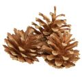 Floristik24 Erdei fenyőtoboz Pinus sylvestris H3–5cm 1kg
