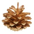 Erdei fenyőtoboz Pinus sylvestris H3–5cm 1kg | Floristik24.hu