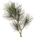Floristik24 Műfenyőág asztaldísznek és vázáknak, 70cm