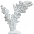 Floristik24 Tengeri dekoráció korall fehér mesterséges dekorációs állvány 11×12cm