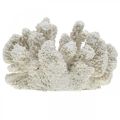 Floristik24 Tengeri dekoráció korall fehér mesterséges polyresin kicsi 13,5x12 cm