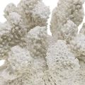Floristik24 Tengeri dekoráció korall fehér mesterséges polyresin kicsi 13,5x12 cm
