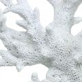 Floristik24 Tengeri dekoráció korall fehér nyári dekoráció 14,5×14,5cm