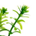 Floristik24 Gyógynövények egy cserépben 16 cm zöld