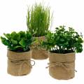 Floristik24 Fűszernövények cserépben Konyhai mesterséges fűszernövények metélőhagyma, bazsalikom és saláta 3db