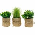 Floristik24 Fűszernövények cserépben Konyhai mesterséges fűszernövények metélőhagyma, bazsalikom és saláta 3db