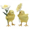Floristik24 Kellemes húsvéti csajok, virágos csibék, húsvéti asztaldíszek, díszcsibék H11/11,5cm, 2 db-os készlet