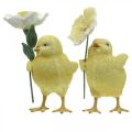 Floristik24 Kellemes húsvéti csajok, virágos csibék, húsvéti asztaldíszek, díszcsibék H11/11,5cm, 2 db-os készlet