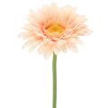 Floristik24 Mesterséges gerbera virágok barackszínű 47cm 6db
