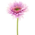 Floristik24 Műgerbera kerti virágok, lila, 47 cm, 6 darab