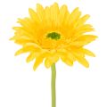 Floristik24 Műgerbera virágok, napsárga, kerti virág, 47 cm, 6 darab