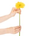Műgerbera virágok, napsárga, kerti virág, 47 cm, 6 darab | Floristik24.hu