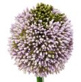 Floristik24 Művirágok Allium Purple Ø10cm L65cm