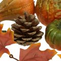 Floristik24 Tök deco toboz őszi levelek őszi dekorációs készlet 5-11cm