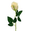 Floristik24 Művirág rózsa krém Ø6cm L50cm 6db