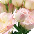 Floristik24 Művirágok Eustoma Lisianthus rózsaszín krém 52cm 5db