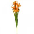 Floristik24 Művirágok Nerine Orange Guernsey Liliomok Őszi virágok 48cm