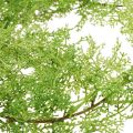 Floristik24 Mesterséges növény tavaszi spárga dekoratív ág kötőzöld H108cm