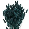 Floristik24 Lagurus szárított nyúlfarkfű sötétzöld 65-70cm 100g