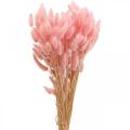Floristik24 Lagurus szárított nyúlfarkfű világos rózsaszín 65-70cm 100g