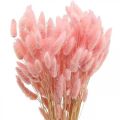 Floristik24 Lagurus szárított nyúlfarkfű világos rózsaszín 65-70cm 100g