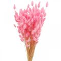 Floristik24 Lagurus szárított nyúlfarkfű rózsaszín 65-70cm 100g